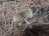 Clitocybe nitriolens image