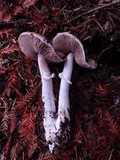 Agaricus arorae image