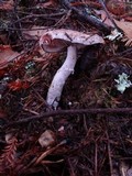 Agaricus arorae image