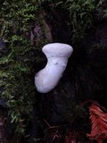 Pleurotus dryinus image