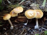 Gymnopilus penetrans image