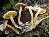 Gymnopilus penetrans image