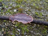 Xylobolus illudens image