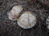 Lepista glaucocana image