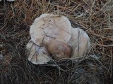 Lepista glaucocana image