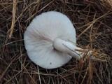 Lepista glaucocana image