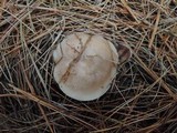 Lepista glaucocana image