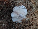 Lepista glaucocana image