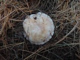 Lepista glaucocana image