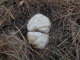 Lepista glaucocana image