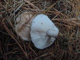 Lepista glaucocana image