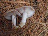 Lepista glaucocana image