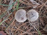 Tricholoma terreum image