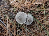 Tricholoma terreum image