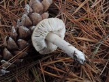 Tricholoma terreum image