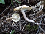 Hygrocybe monteverdae image