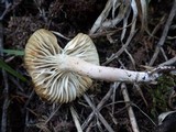 Hygrocybe monteverdae image