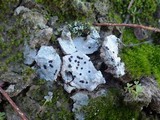 Ainoa geochroa image