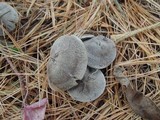 Tricholoma terreum image