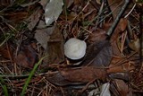 Tricholoma argyraceum image
