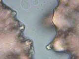 Tricholoma argyraceum image