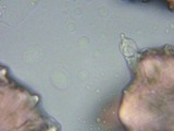 Tricholoma argyraceum image