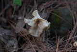Helvella crispa image