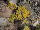 Xanthoria weberi image