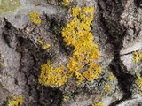 Xanthoria weberi image