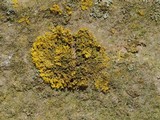 Xanthoria weberi image