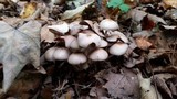 Psathyrella multipedata image