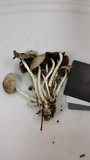 Psathyrella multipedata image