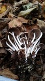 Psathyrella multipedata image