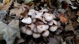 Psathyrella multipedata image