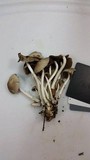 Psathyrella multipedata image