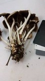 Psathyrella multipedata image