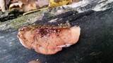Merulius tremellosus image