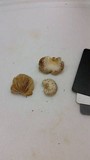 Crepidotus nephrodes image