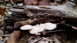 Crepidotus nephrodes image