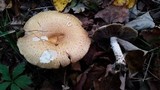 Stropharia kauffmanii image