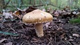 Stropharia kauffmanii image