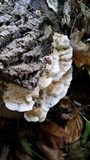 Trametopsis cervina image