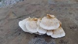 Trametopsis cervina image