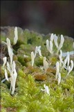 Multiclavula mucida image