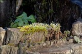 Multiclavula mucida image