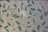 Multiclavula mucida image