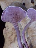 Trogia cantharelloides image