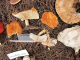 Cystodermella granulosa image