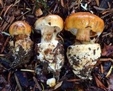 Cortinarius callimorphus image