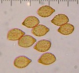 Cortinarius callimorphus image